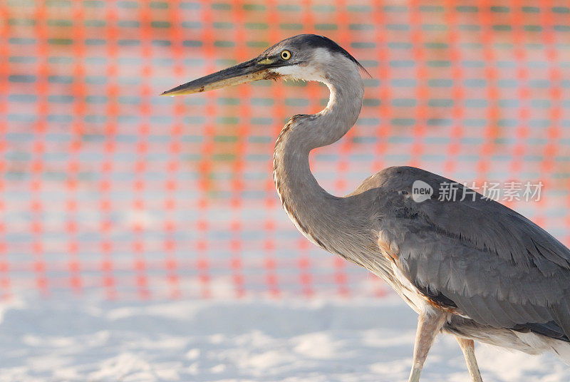 油Blue Heron